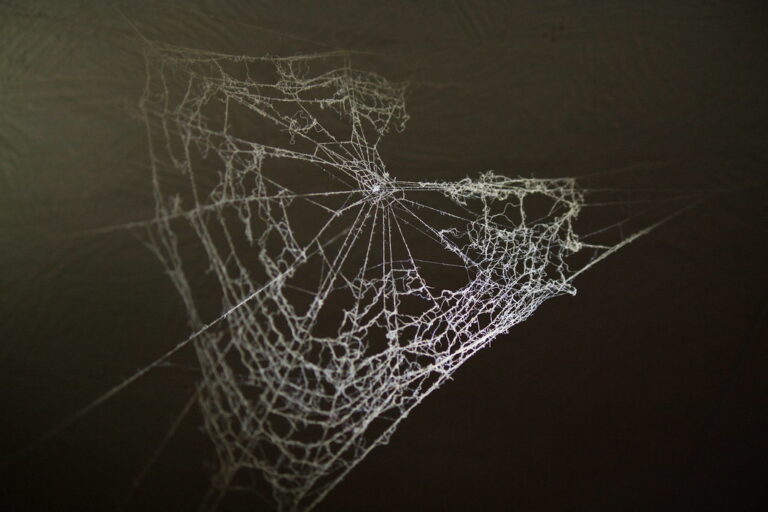 Rid of Spiders